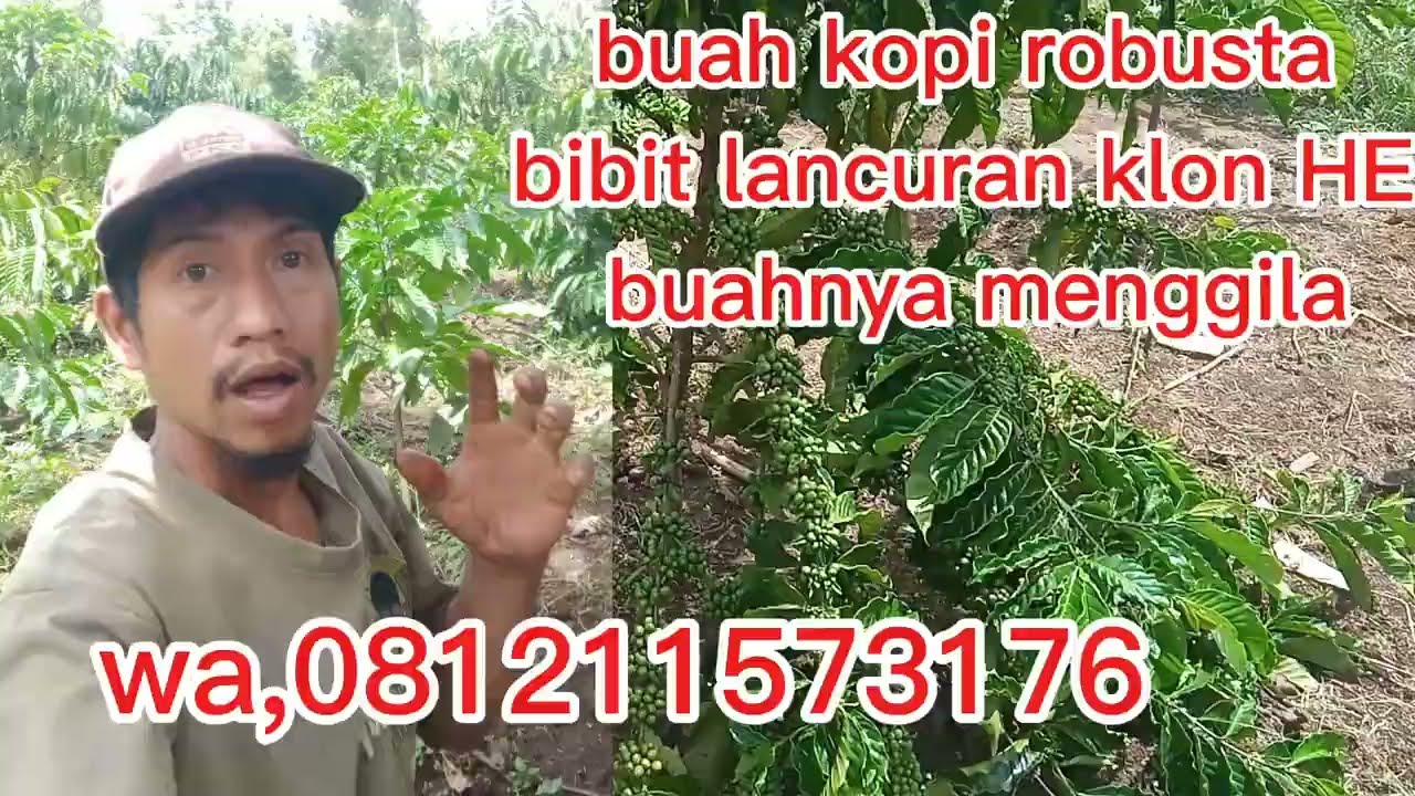 Wow buah kopi klon HE kerinci menggila bos ku ,,!!???