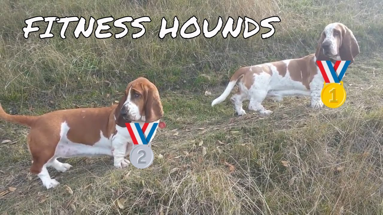 Olympic Basset Hounds! YouTube
