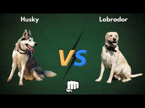Labrador Vs Husky