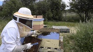 Queen Rearing - How To Make A Queen Cell Builder - Part I