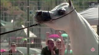 N 40 AJ ASAI   Mediterranean and Arab Countries AHC   Menton 2023   Mares 4 7 years old Class 4
