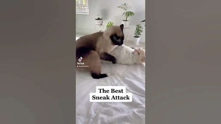 Watch the video about Sneak attack cat! #pishi #pishimartini #cats #catvideos #catfight #catvideos #siamese #cutecat