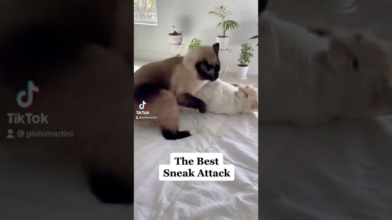 Sneak attack cat! 