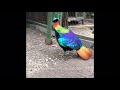 Himalayan monal pheasant dancing during courtship display