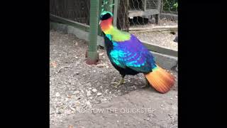 Himalayan Monal Pheasant dancing during courtship display.