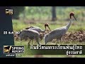 คืนชีวิตนกกระเรียนพันธุ์ไทย สู่ธรรมชาติ | 23 ธ.ค. 60 | Spring Reports