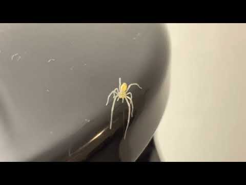 Green Ghost Spider Family Anyphaenidae 2022 11 18