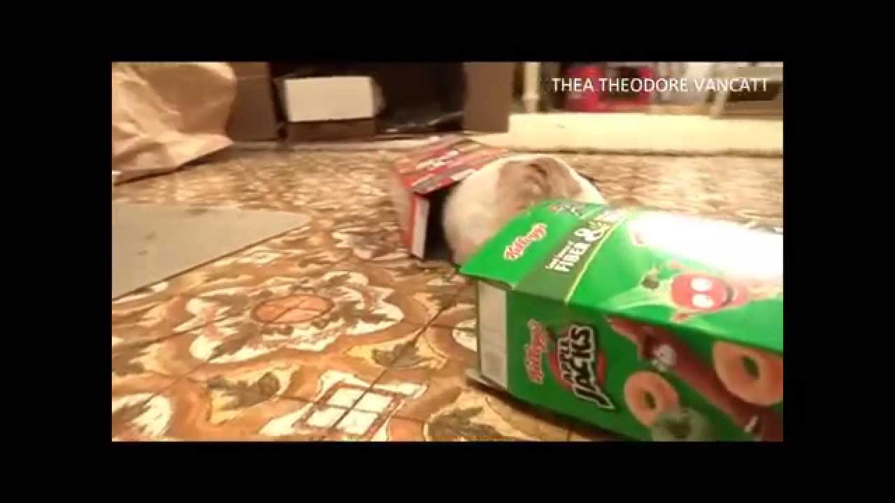 THEA Theodore VanCatt CEREAL BoX ADVENTUREs Part 1 - Kitten Makes CEREAL BOX FORT!  CAT in a BOX!