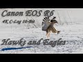 Canon EOS R6 Video 4K C-Log 10-Bit | Hawks and Eagles Wildlife