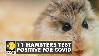 11 hamsters tested positive for Coronavirus in Hong Kong, 2000 hamsters to be culled | World News