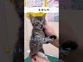 生まれたての子猫でもこんなに大きな声で鳴きます！小さな怪獣！【サバトラの保護猫】#shorts