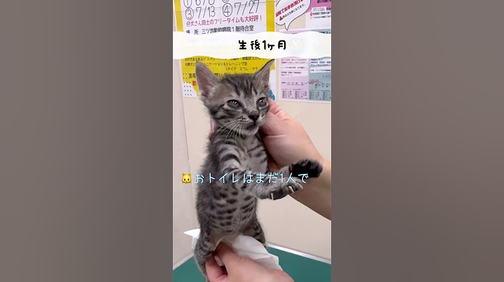 生まれたての子猫でもこんなに大きな声で鳴きます！小さな怪獣！【サバトラの保護猫】#shorts