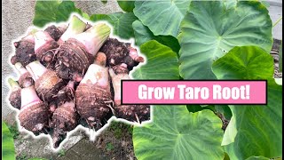 Download Lagu Easy Guide: How to Grow Taro Root MP3