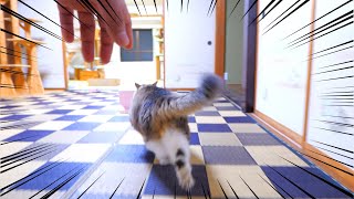 We have identified the real culprit who was breaking the shoji in the kitten room.🐈💨 by Pastel Cat World 57,264 views 1 month ago 2 minutes, 5 seconds