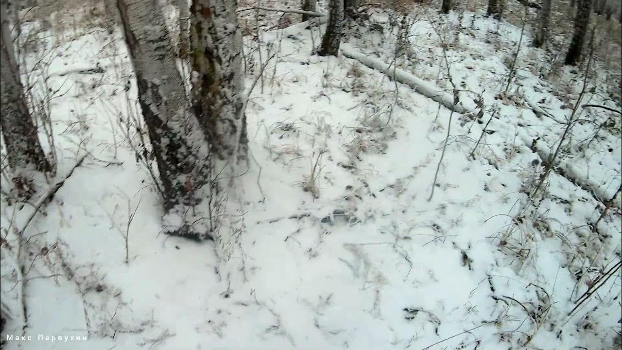 Нашествие косуль. Загонная охота на сибирскую косулю. Охота на касулю2020 зимой загоном. • Тропление в зимний период на косулю.