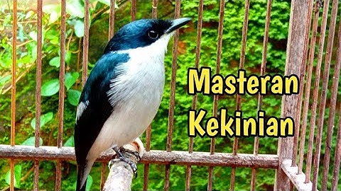 jinjing batu suara masteran kekinian.
