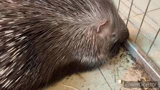 видео: Дикобраз кидает иголки😳 картинка: Дикобраз кидает иголки😳