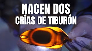 🦈 Nacen dos nuevas crías de tiburón nodriza de cola corta en el Oceanogràfic València