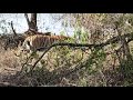 Majestic Tiger sighted in a recent safari in Ranthambore