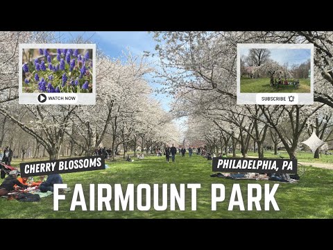 Fairmount Park Philadelphia, Cherry Blossom Spring Spectacle for ...