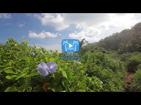 "Night Whispers" by LIQUID MIND | Official Music Video ft Hawaii Nature Relaxation Scenes in HD