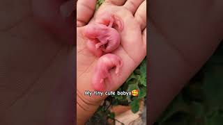 My tiny cute babys ❤️#cute #pets #animals #tinyanimals