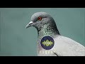 Pigeon sound, pigeon sound effects