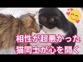涙と感動!猫に7年目の奇跡が起きた!この光景をずっと待ってた!敵対から仲良しに!