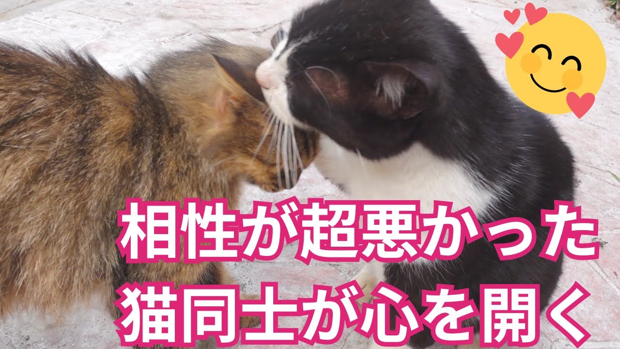 Tears and Emotion! A 7-Year Miracle Happens for This Cat! I've