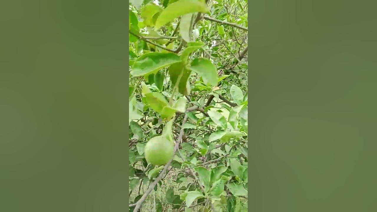 Sweet Lime plant...#shorts #nature #persian lime - YouTube