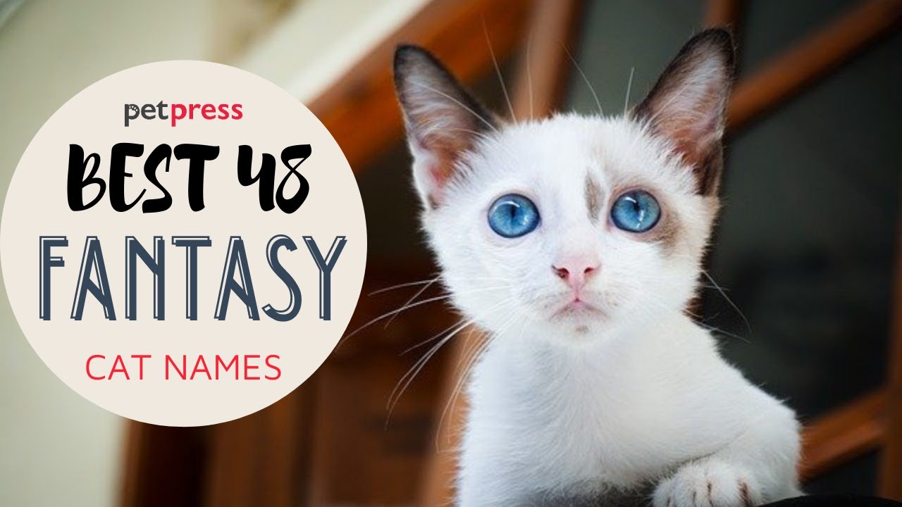 The Best 48 Fantasy Cat Names 🐈 Petpress YouTube