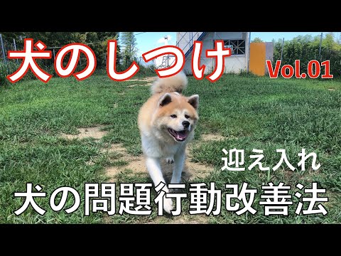 犬のしつけ 問題行動改善方法 今回は 犬の迎え入れ Vol 01 Animal Rescue Nursing Youtube