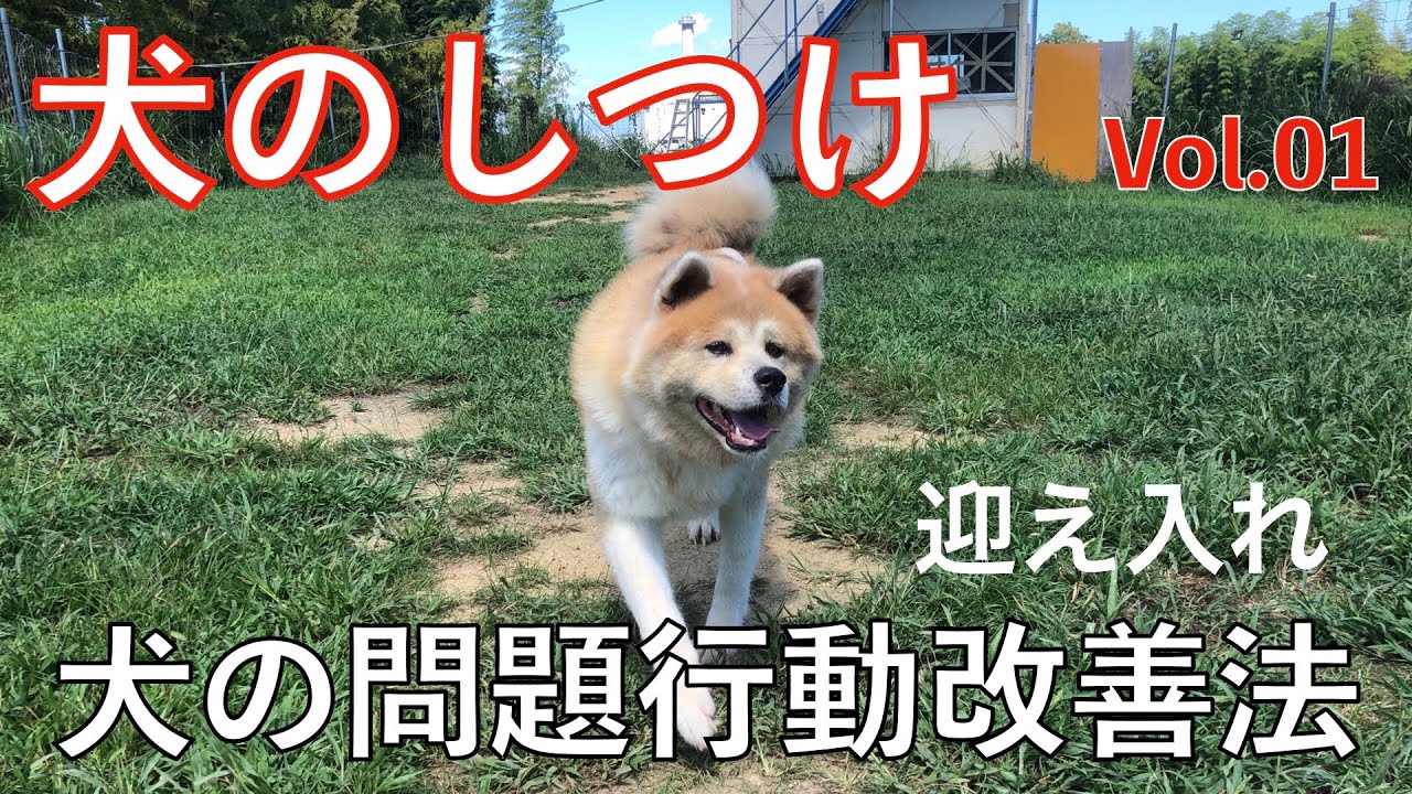 犬のしつけ 問題行動改善方法 今回は 犬の迎え入れ Vol 01 Animal Rescue Nursing Youtube