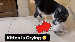 Mama Cat Is So Exhausted 😩 / Cat Videos 🐈 / MyPurrrfectWorld