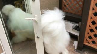 タッパーを盗んだアラン greatpyrenees グレートピレニーズ