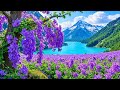 Beautiful Flowers With Relaxing Music For Stress Relief Calming Music For Inner Peace Sleep Music 