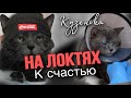 КОТ КУЗЯ | К СЧАСТЬЮ НА ЛОКТЯХ 💔