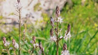 Bloeiende asphodel in het mediterrane landschap