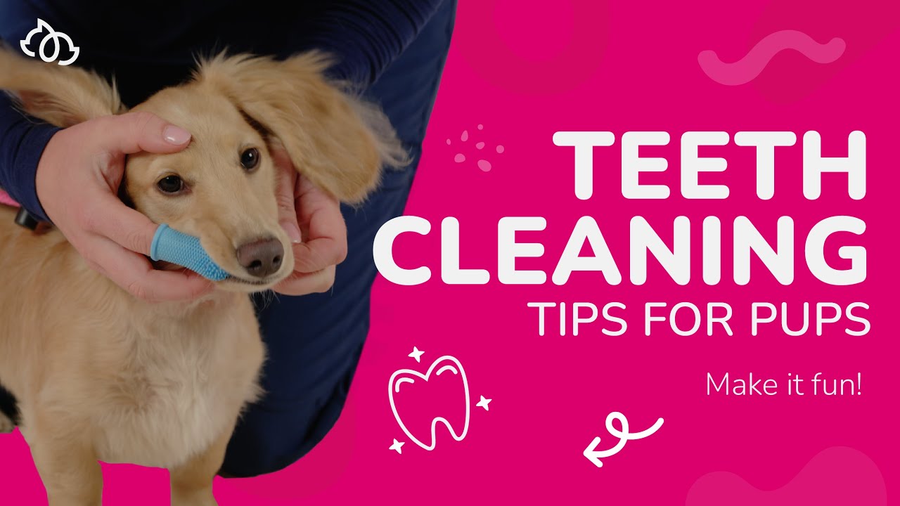 dog-dental-care-teeth-cleaning-tips-from-a-vet-stop-bad-breath