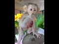 Adorable Little Monkey Moments ✨💕
