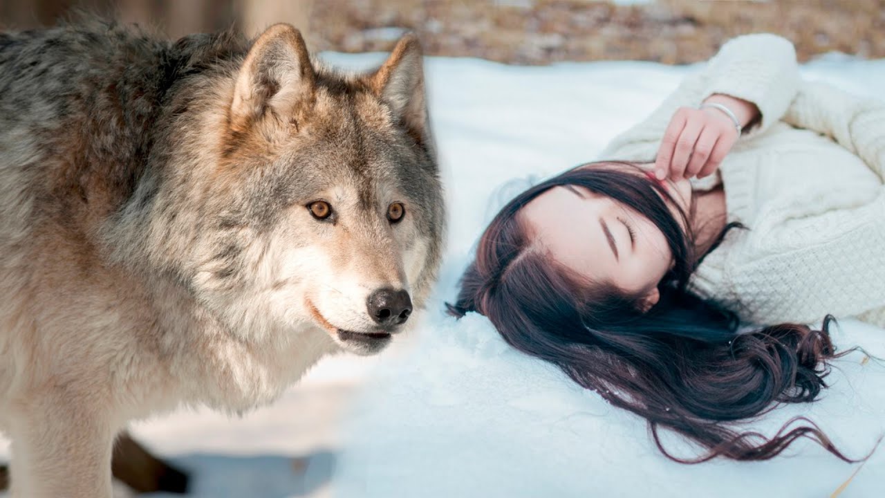 Голодная ВОЛЧИЦА не жалея себя ТАЩИЛА раненую девушку по СНЕГУ ...