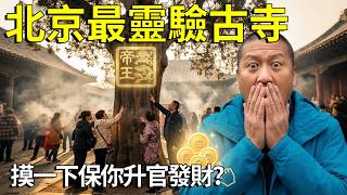 摸一下保你升官發財？實探北京最靈驗的1700年古剎潭柘寺，一棵樹竟讓乾隆爺親封「帝王」【大海去旅行】