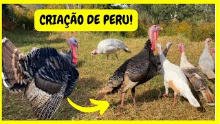 Vamos Focar na Criação de Peru e Ganso Caipira na Chácara | Gutejando 