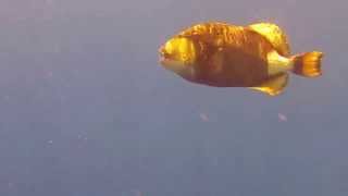 Queen Triggerfish