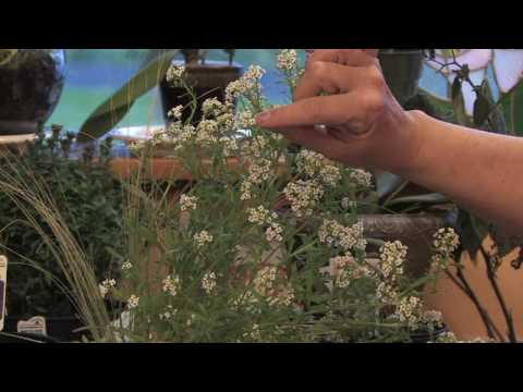 Видео: Sarcococca Sweetbox Shrubs - Узнайте, как выращивать растения Sweetbox