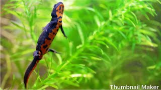 Fire Belly Newt Care and Paludarium