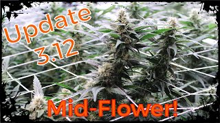 Update 3.12 | Cherry Lepew Clones - Mid Flower!