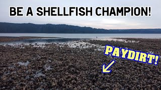 Finding Clam and Oyster Beaches in Washington State