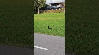 A bird Close On