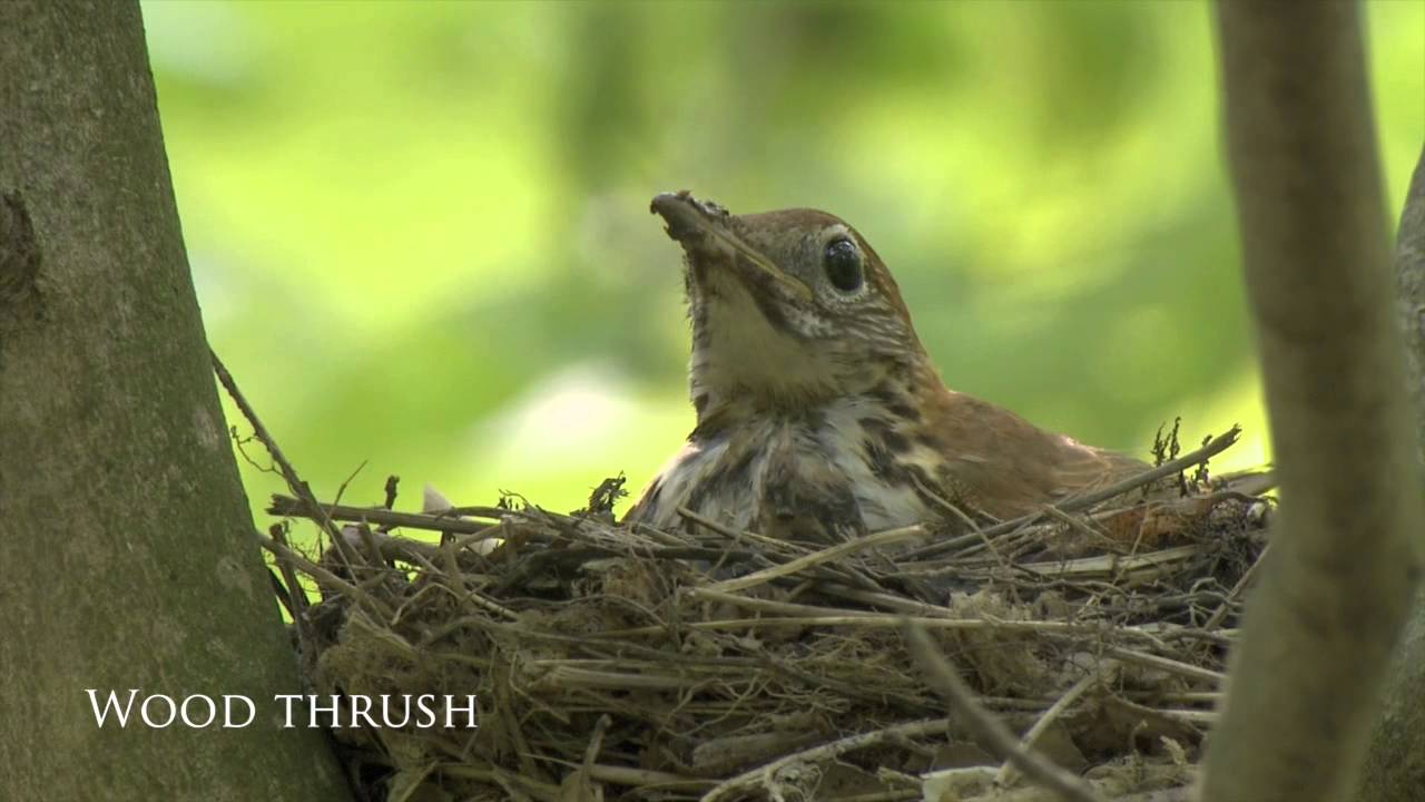 The State of the Birds 2014